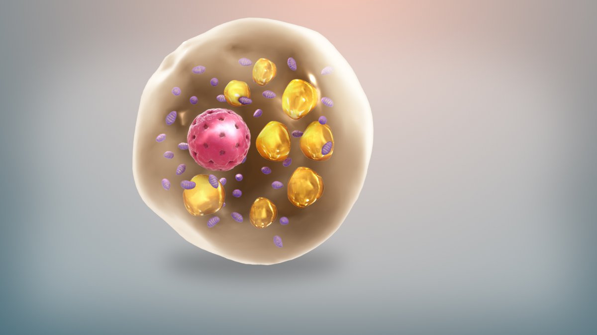 6 Steps to Reprogramming Fat Cells to Release and Lose Body Fat